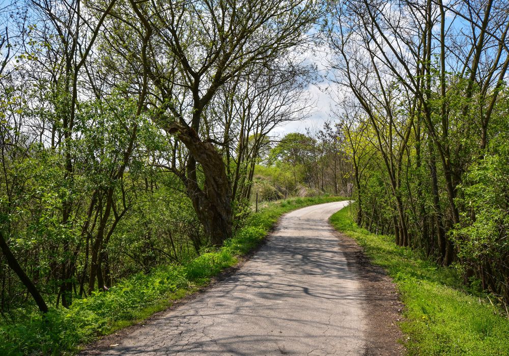Biking trail through the woods