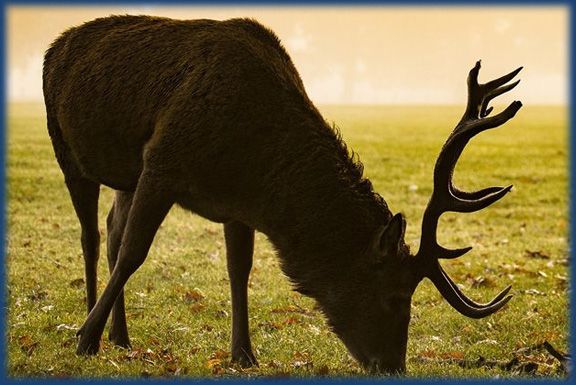 Card image cap for Getting Ready for Hunting Season