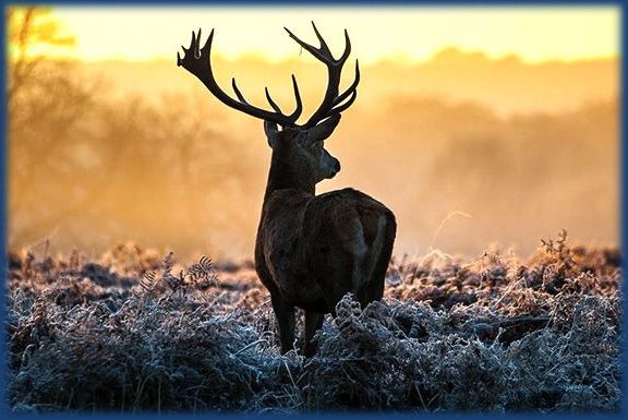 Card image cap for Hunting Seasons by State