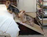 CL-Half-Step-II Half Step Pet Ramp Half-Step-II__2